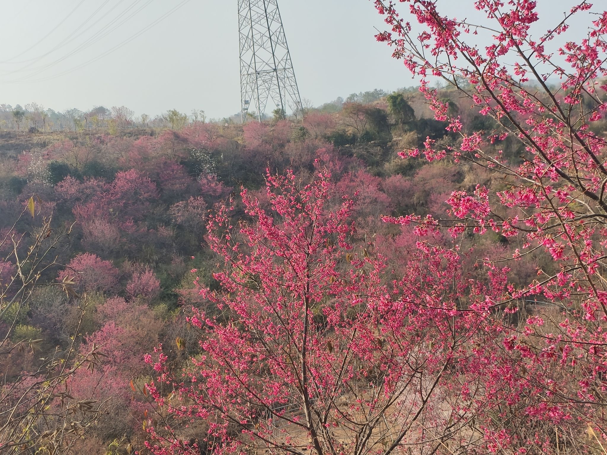 南雄主田镇樱花基地旅行图片 3