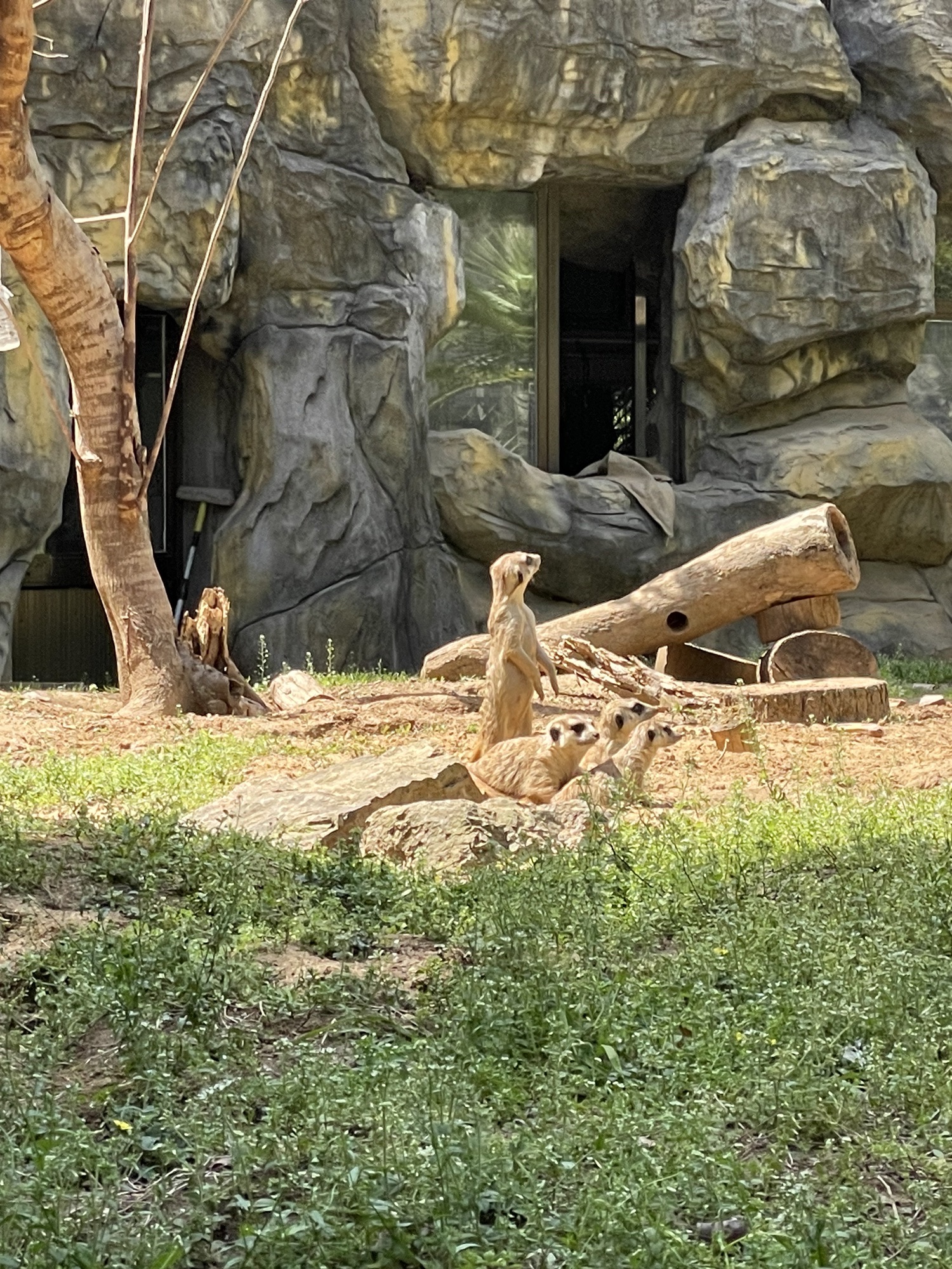 细尾獴馆