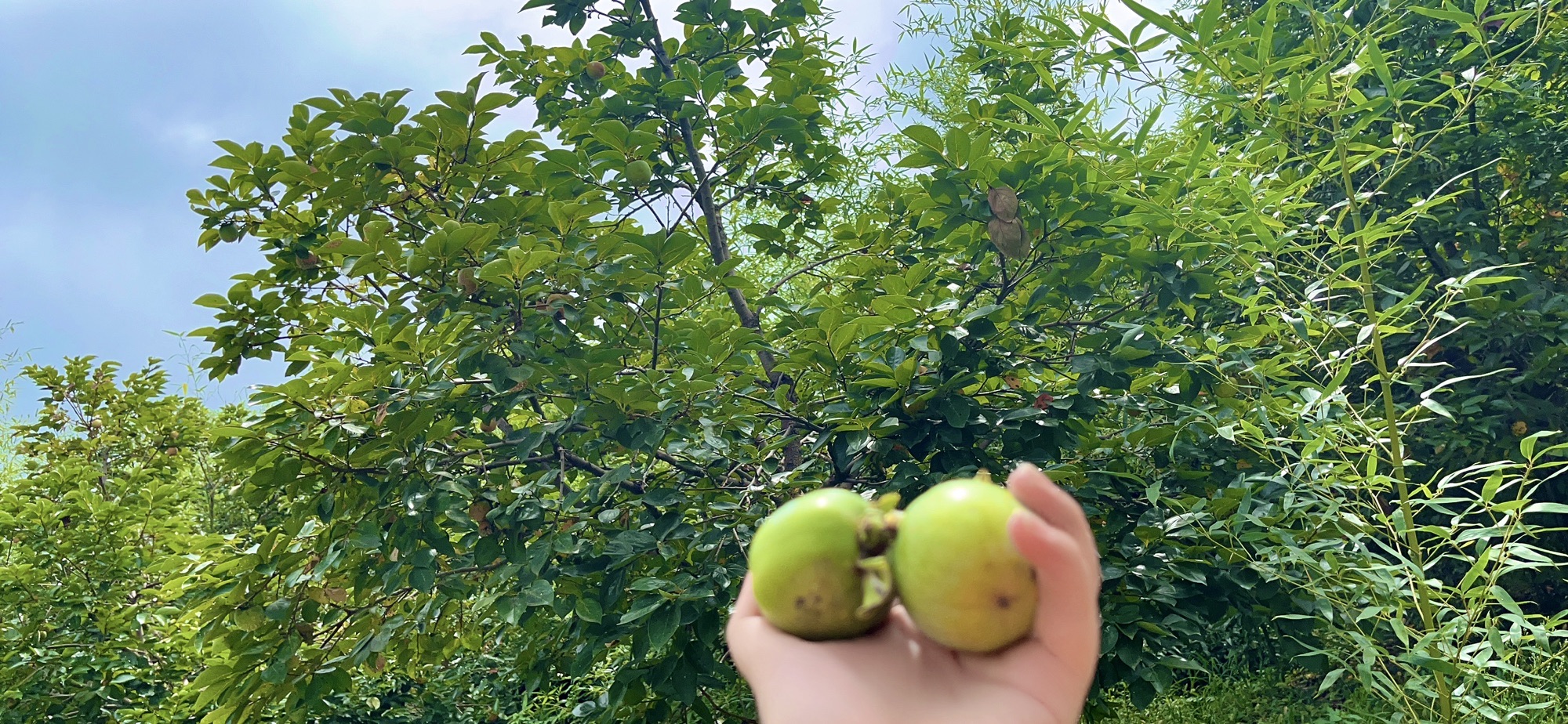 罗桥公园旅行图片 3