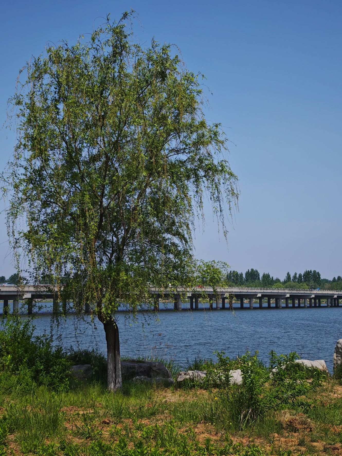 胶河国家湿地公园旅行图片 2