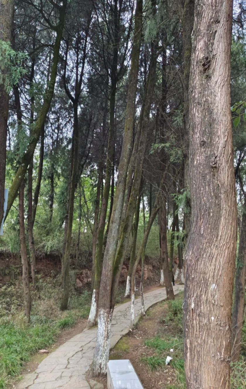 金城山顶公园旅行图片 3