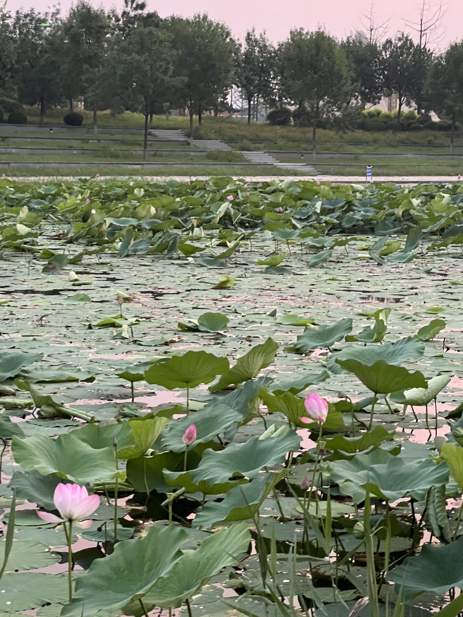 绣江河公园旅行图片 2