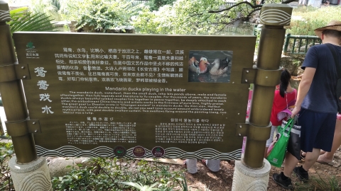 武汉东湖风景区落雁景区-鸳鸯戏水