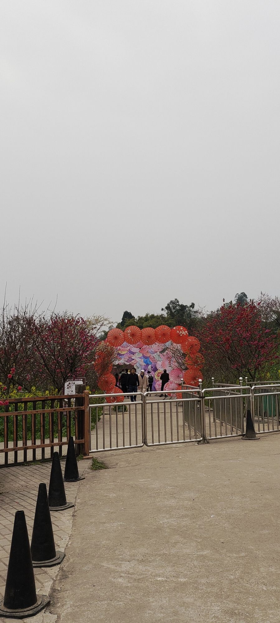 美樱花海旅行图片 3