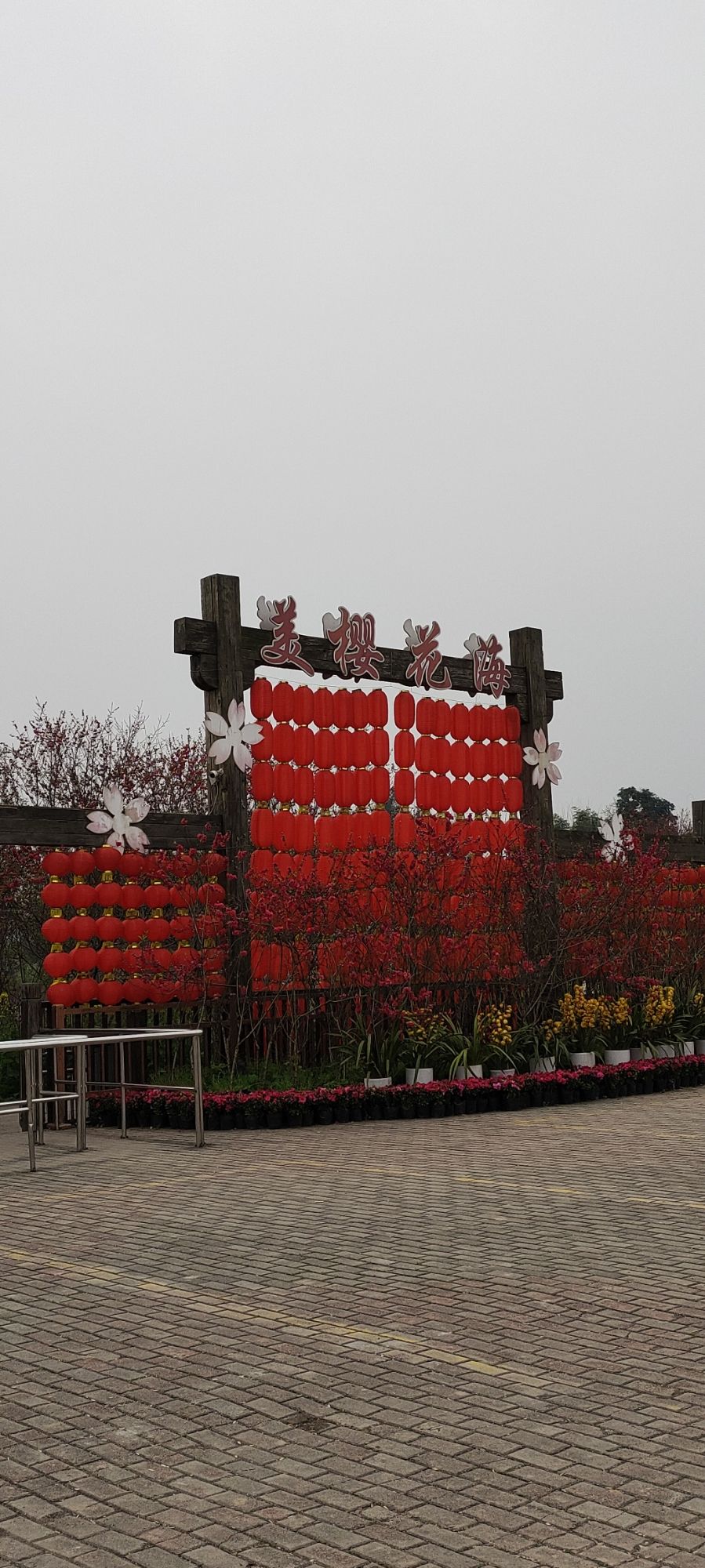 美樱花海旅行图片 2