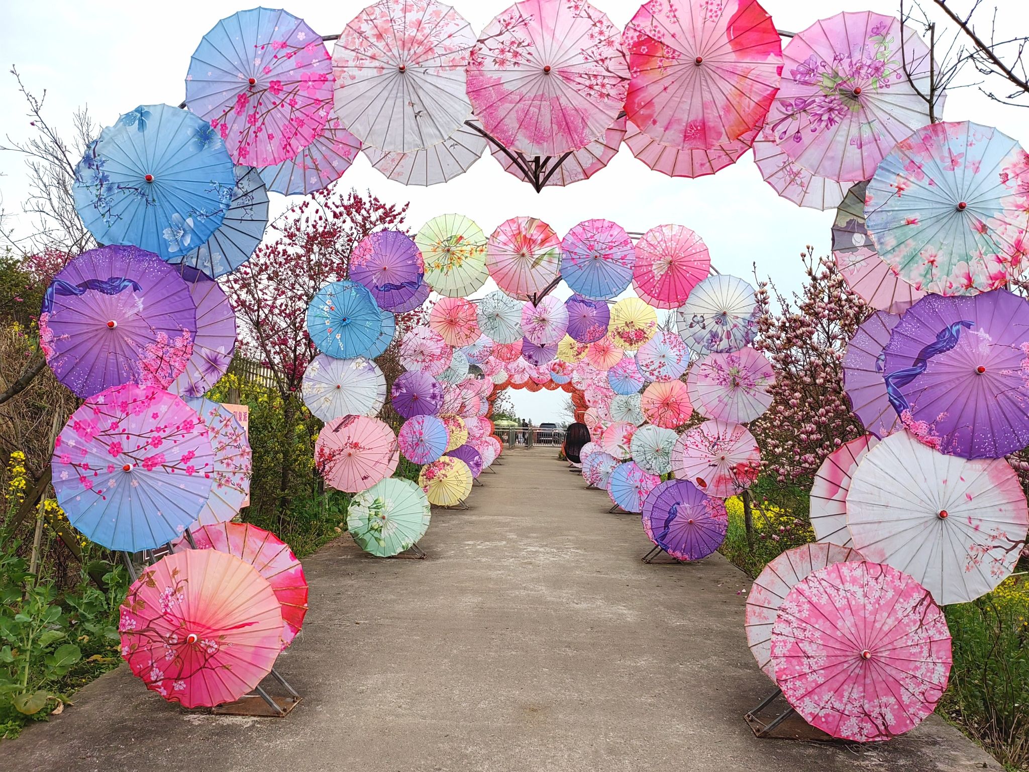 美樱花海旅行图片 1