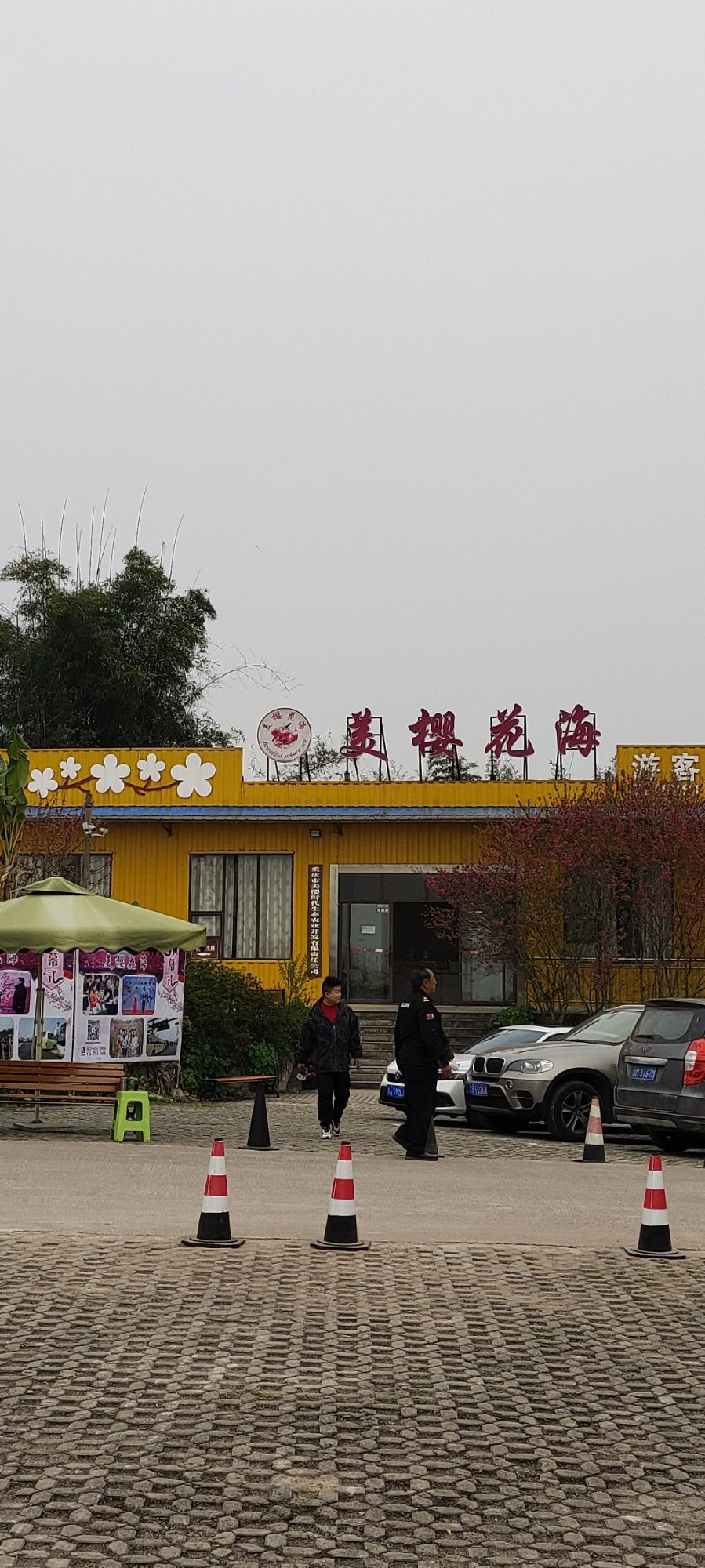 美樱花海旅行图片 1