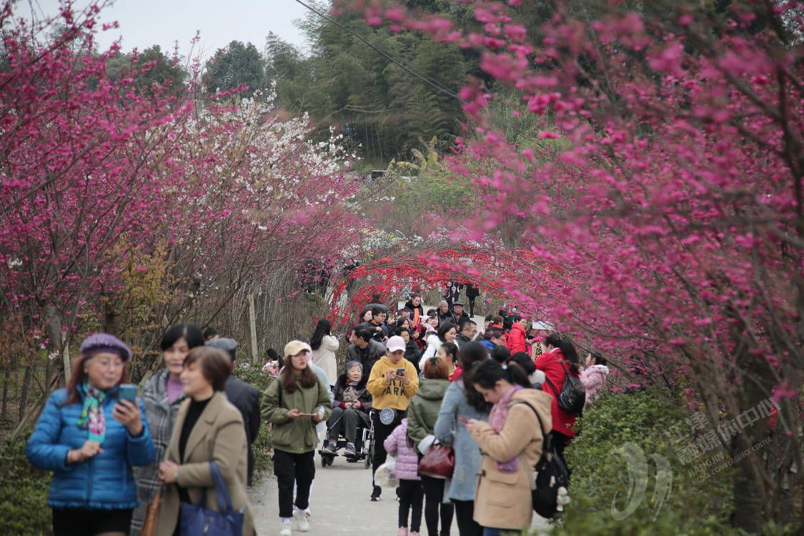 美樱花海旅行图片 3