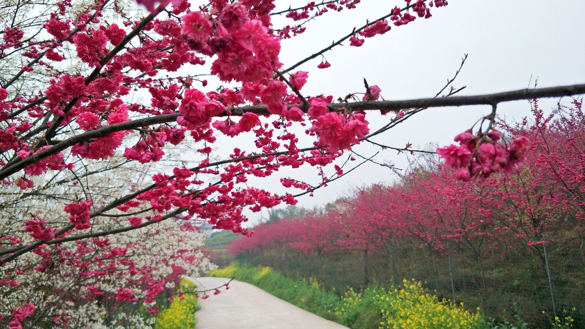 美樱花海旅行图片 1
