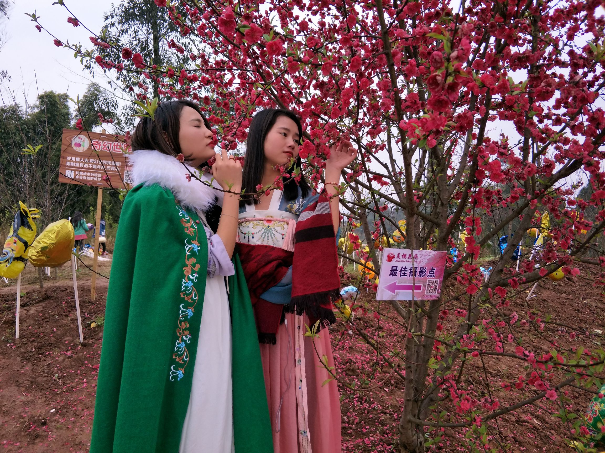 美樱花海旅行图片 2