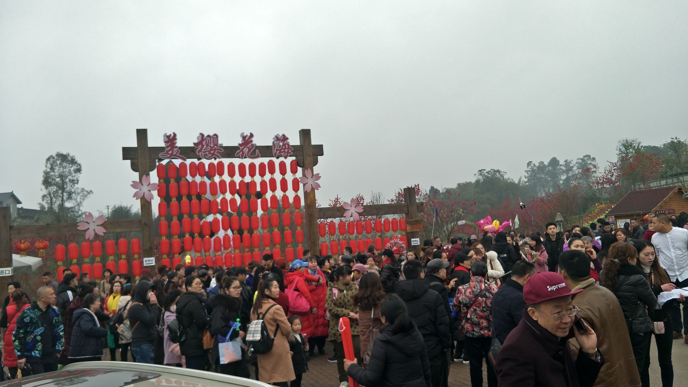 美樱花海旅行图片 3