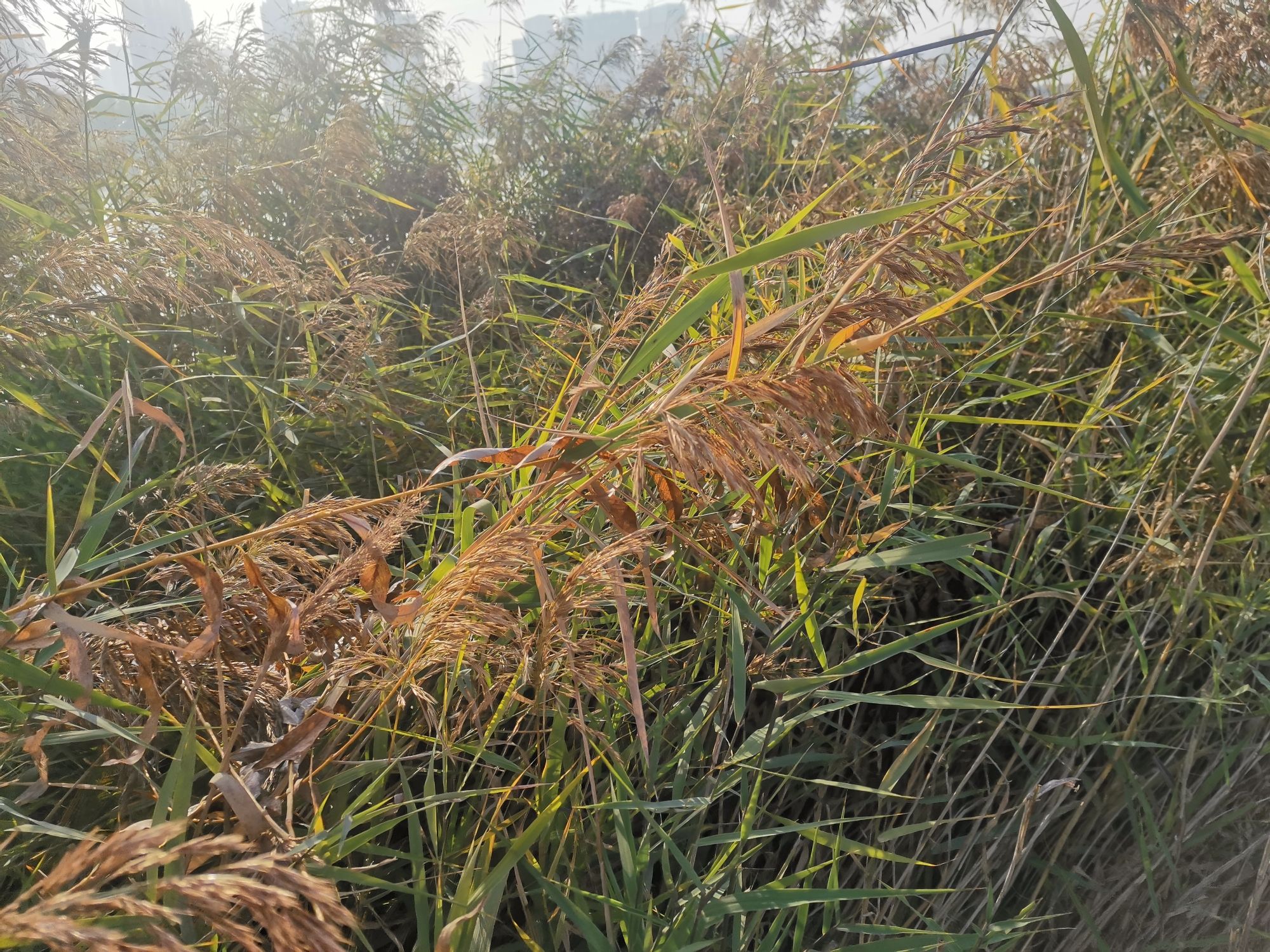 禹都公园旅行图片 2