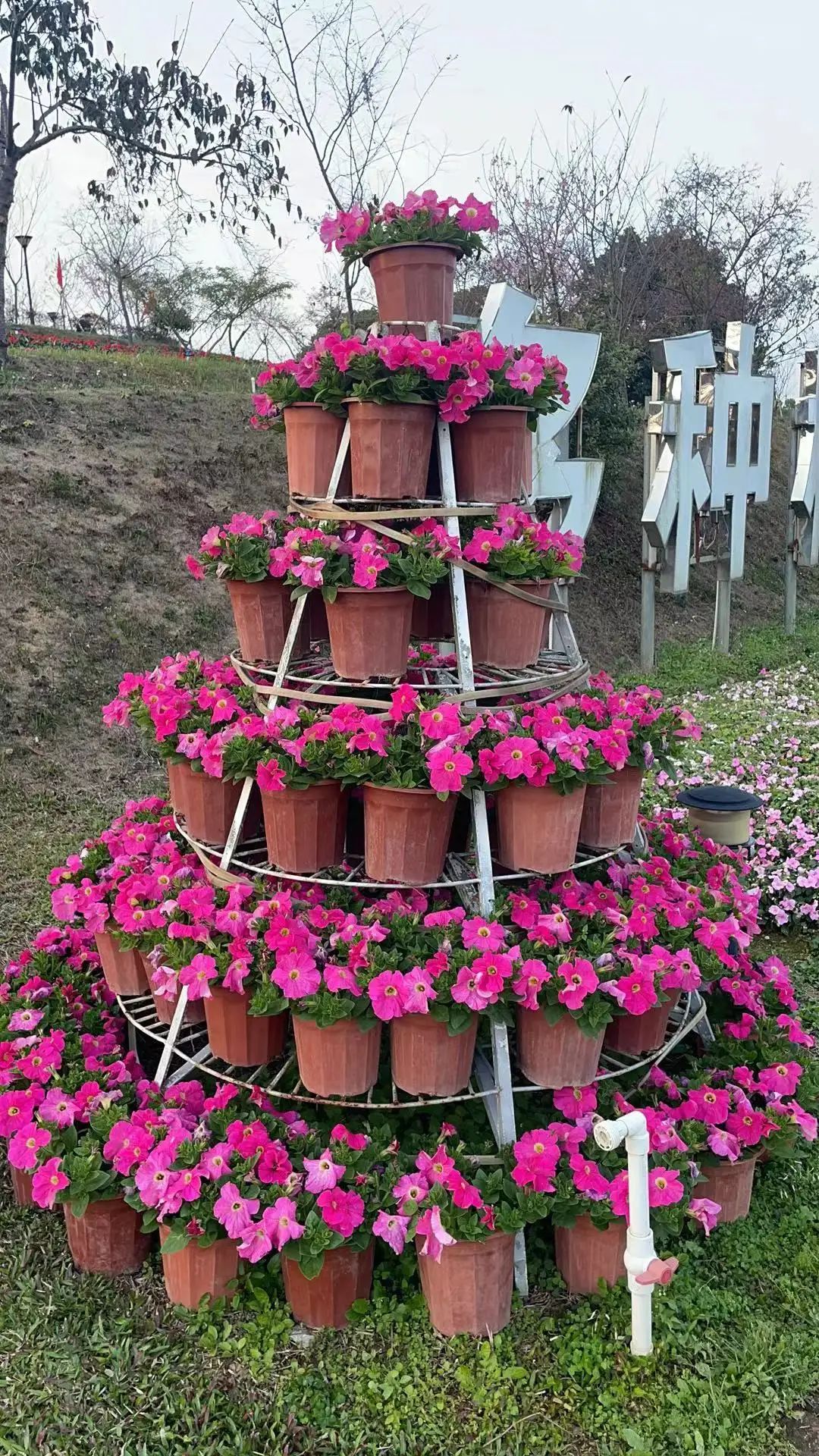 樱山花谷旅行图片 3