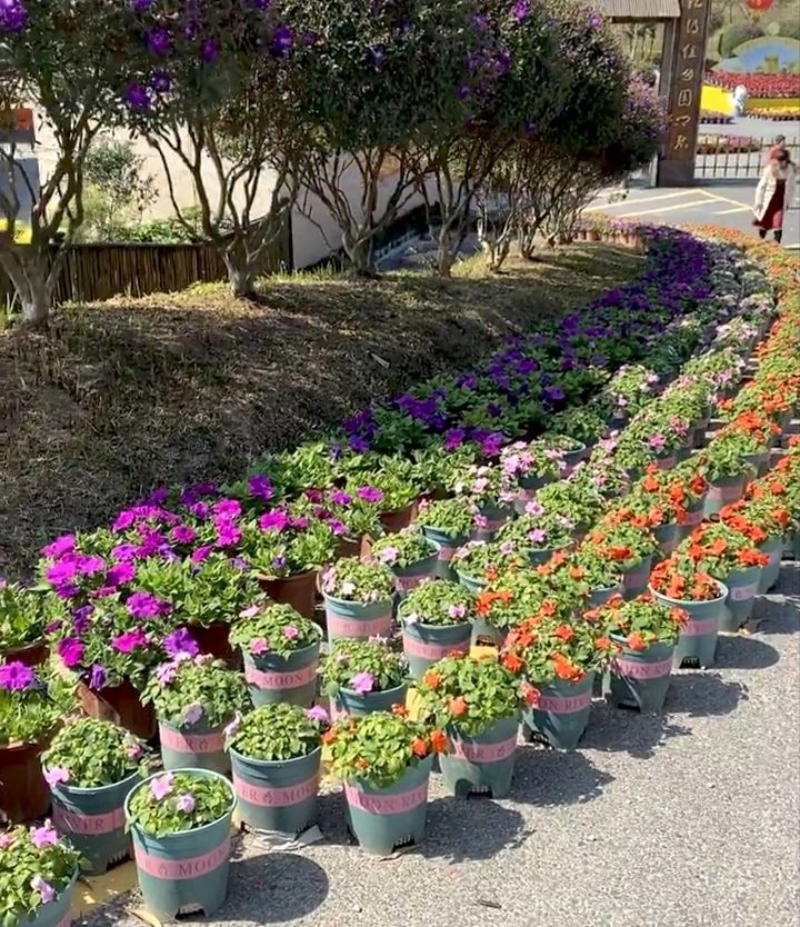 樱山花谷旅行图片 3