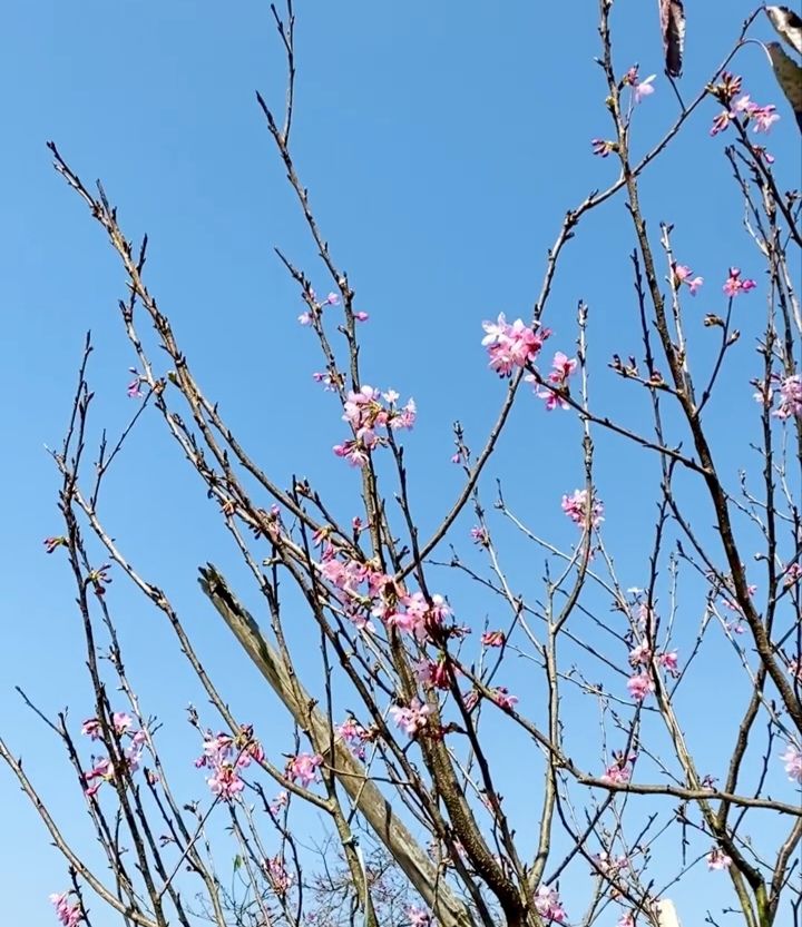 樱山花谷旅行图片 2