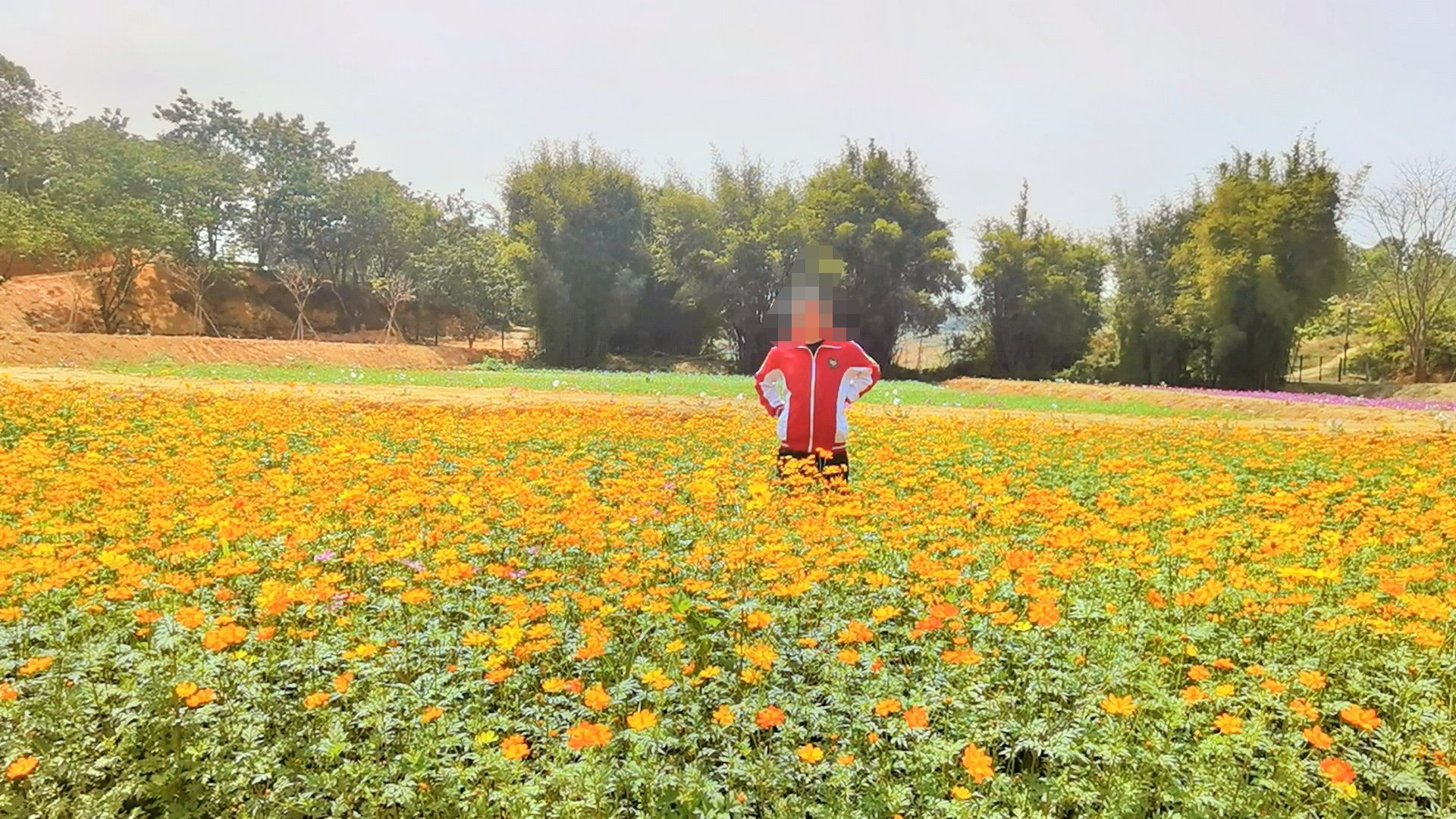 樱山花谷旅行图片 2