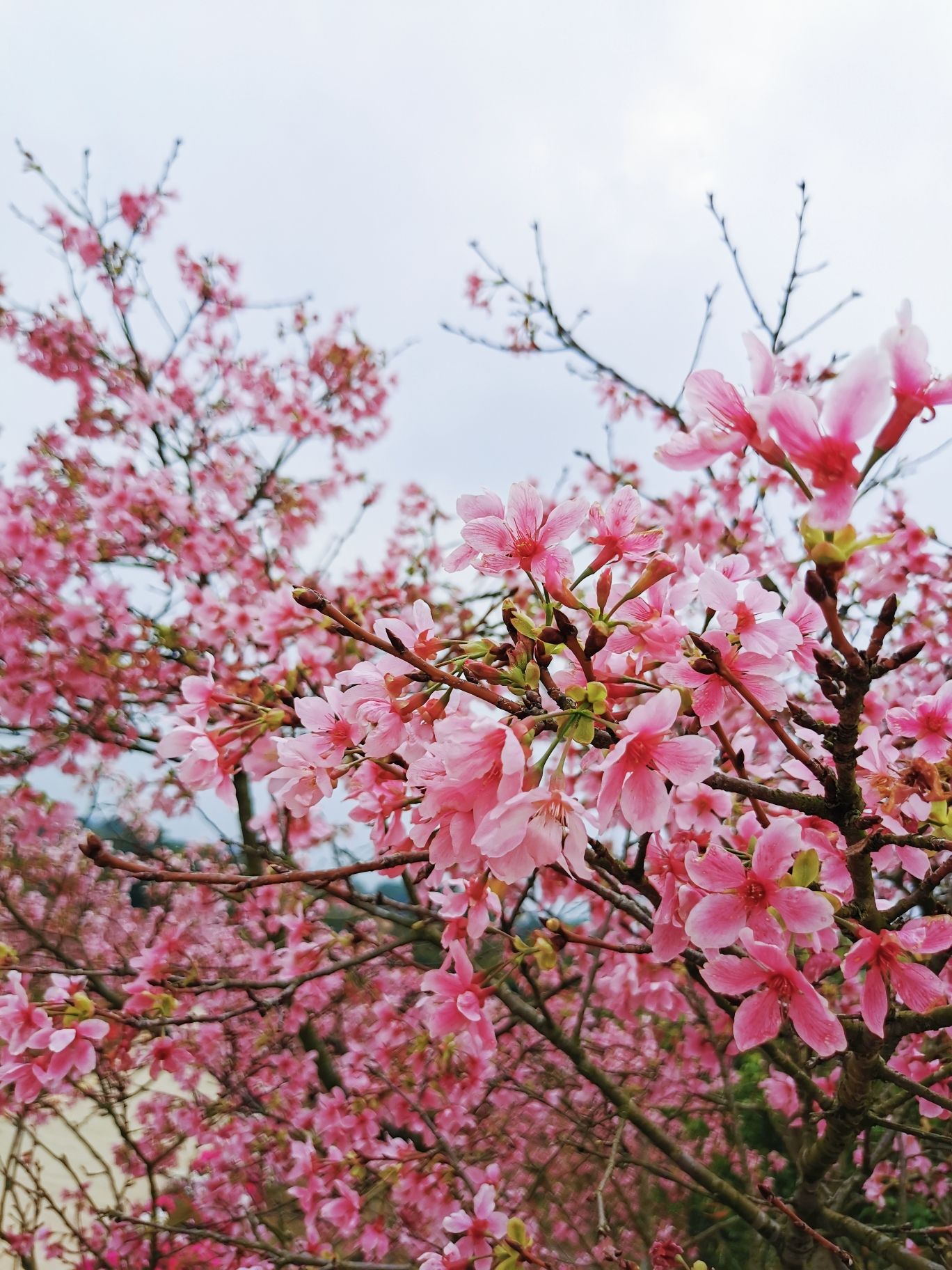 樱山花谷旅行图片 2