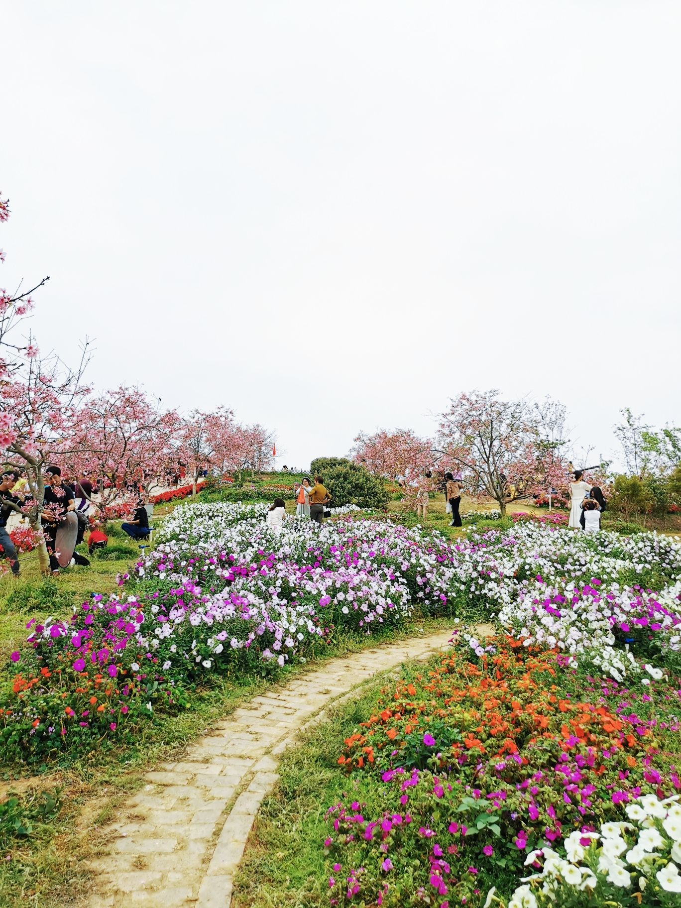 樱山花谷旅行图片 3