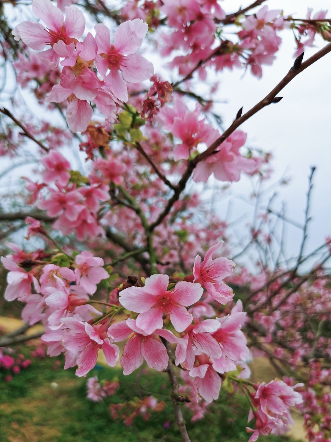 樱山花谷旅行图片 1