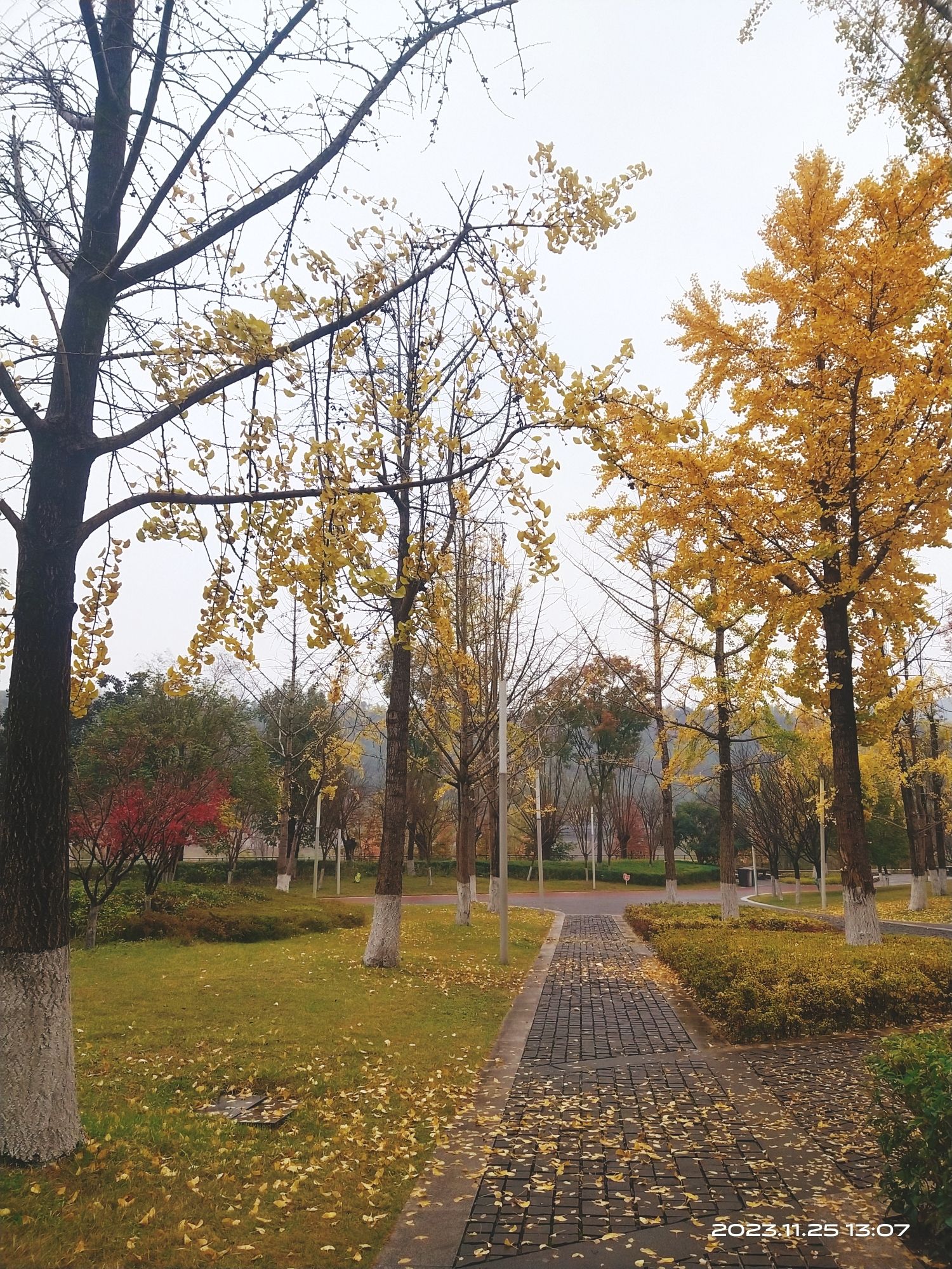 塔沱湿地公园旅行图片 2