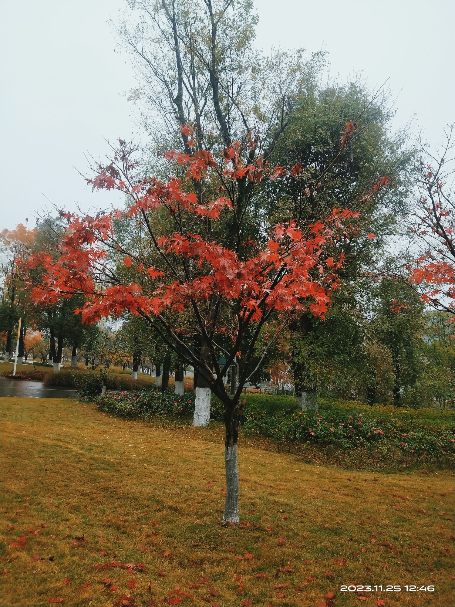 塔沱湿地公园旅行图片 3