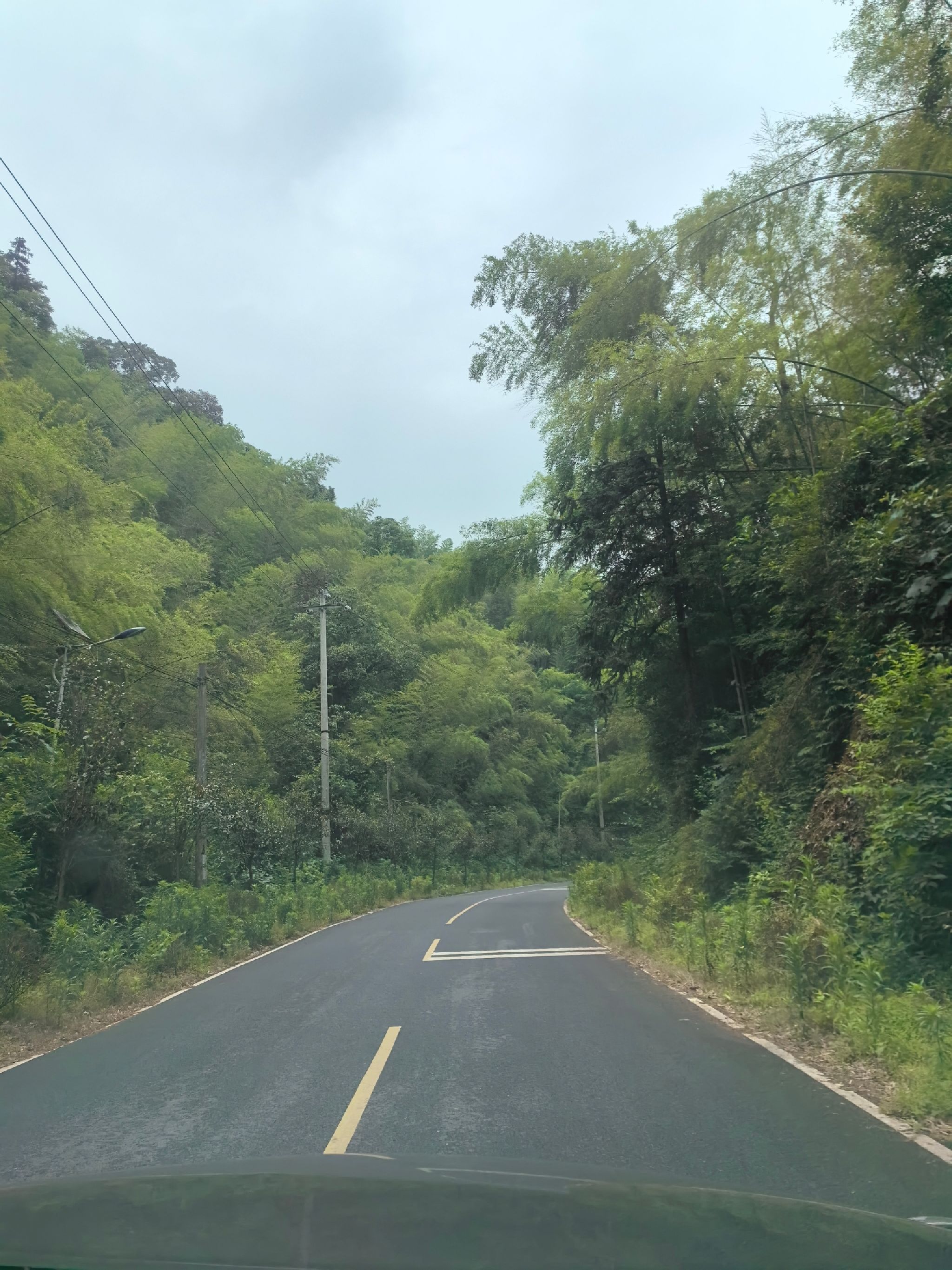 汉寿竹海国家森林公园旅行图片 1