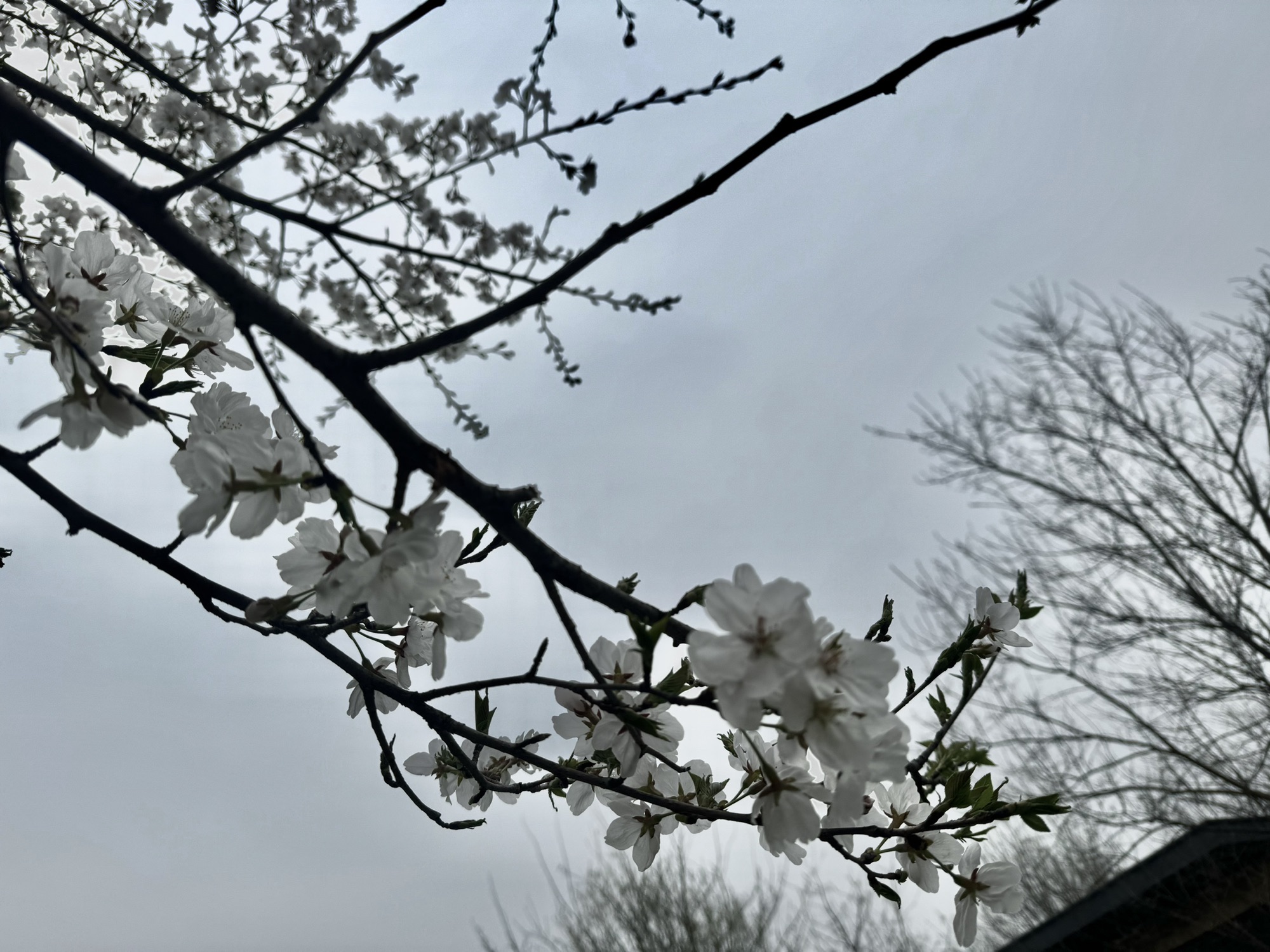 夏禹公园旅行图片 1