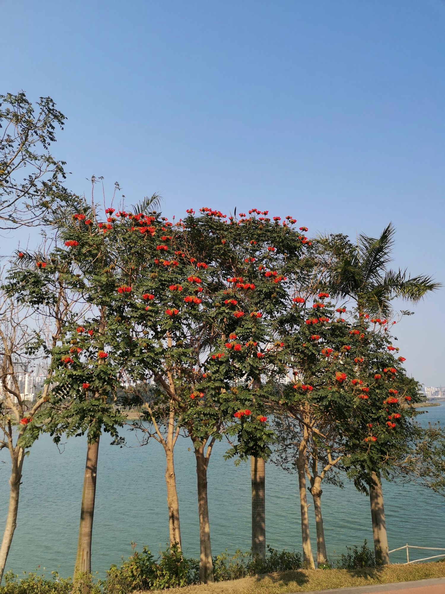 大沙田滨江广场旅行图片 2