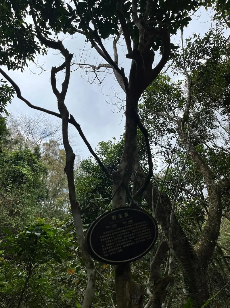 云浮市五指山森林公园旅行图片 1