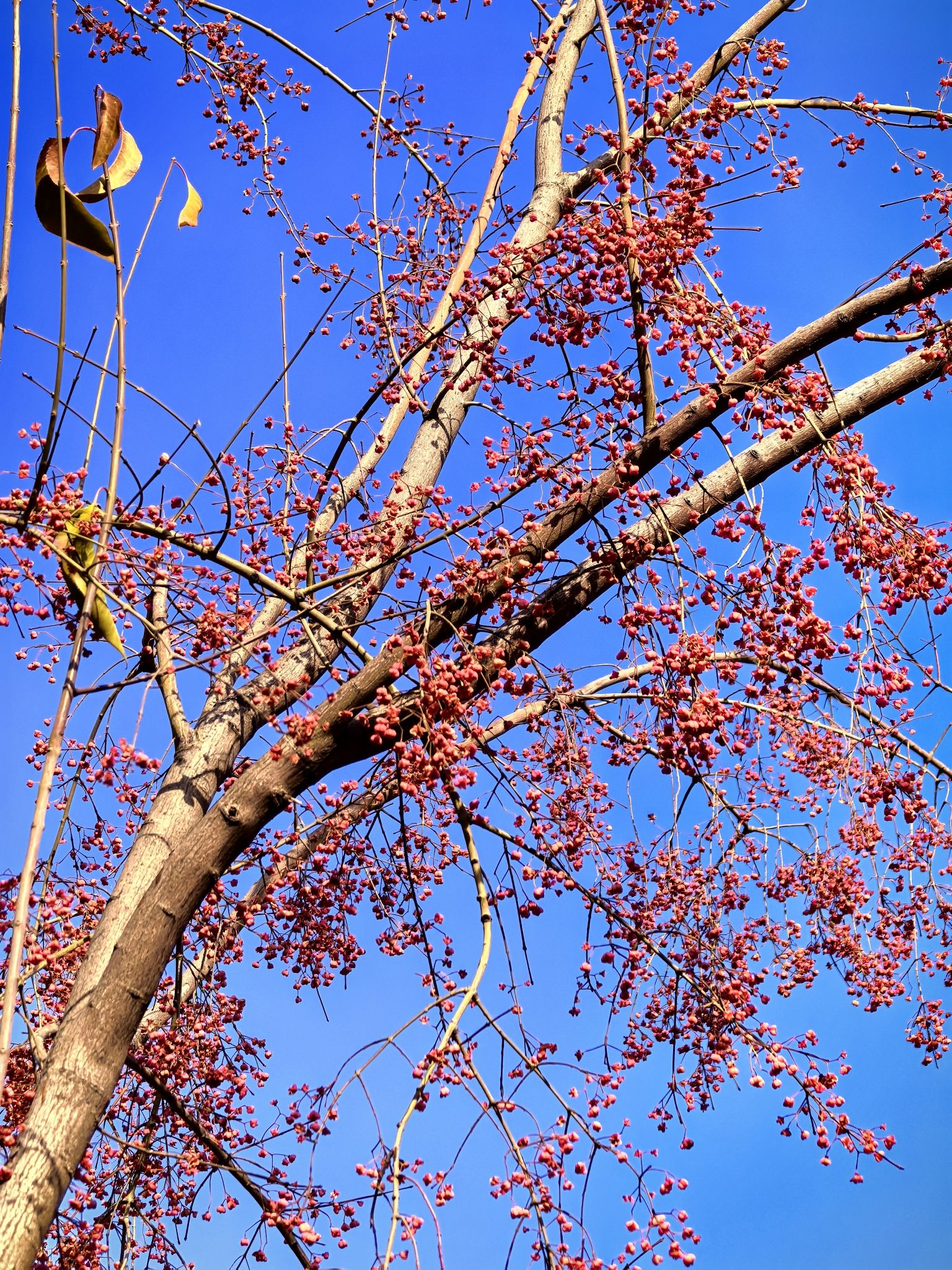子夏公园旅行图片 3