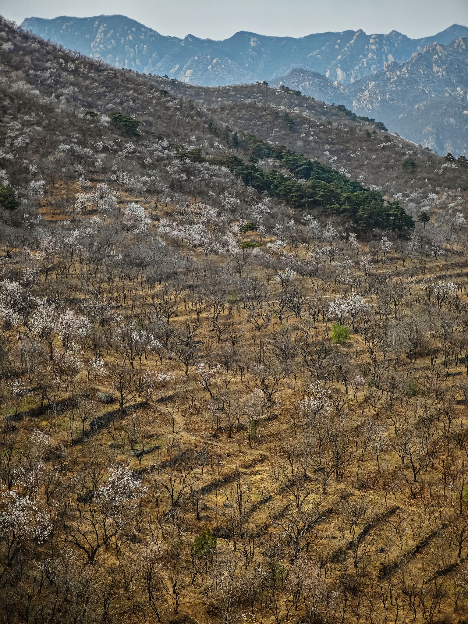 黄花城野长城旅行图片 3