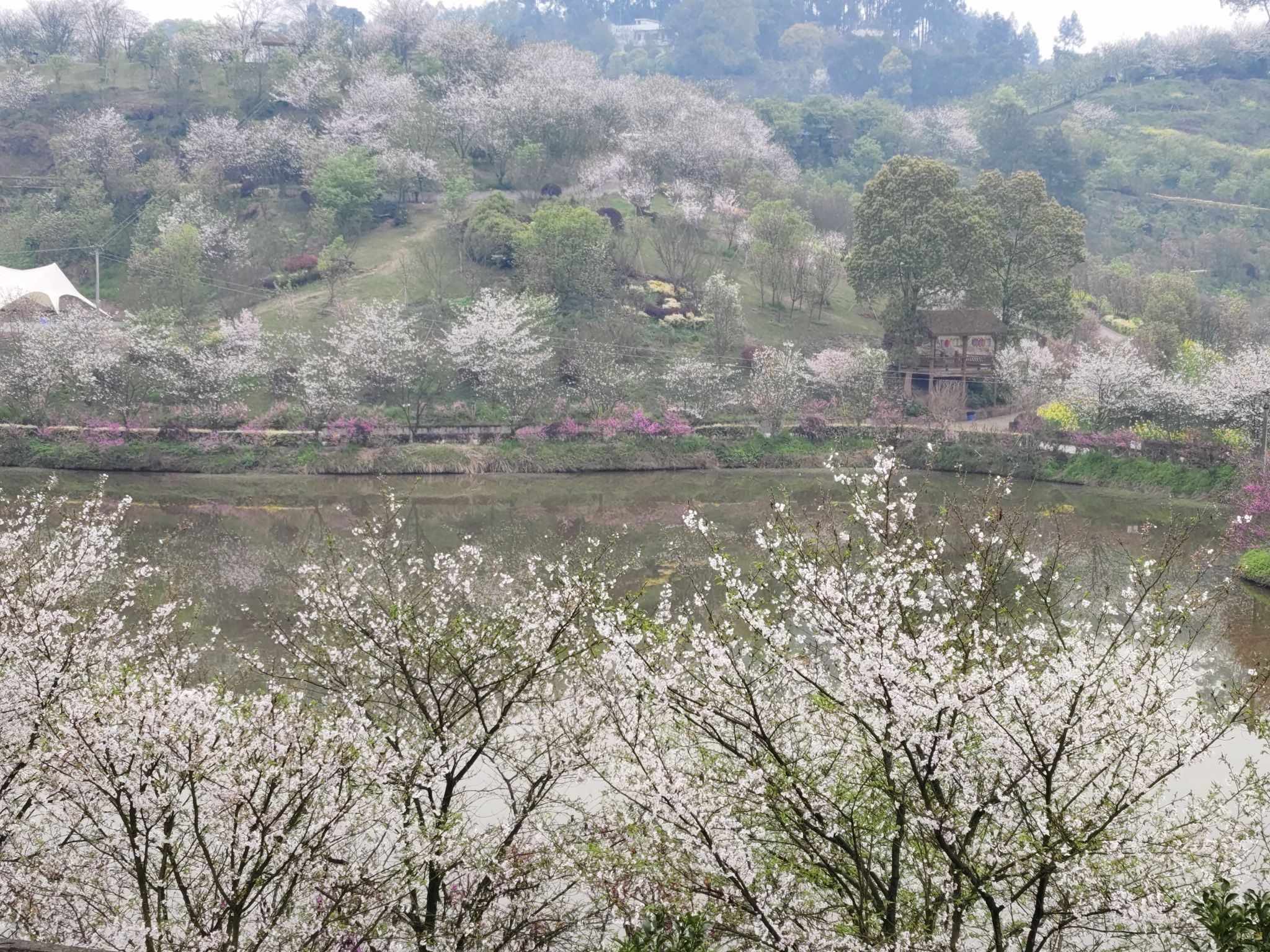 丹林樱花谷旅行图片 3