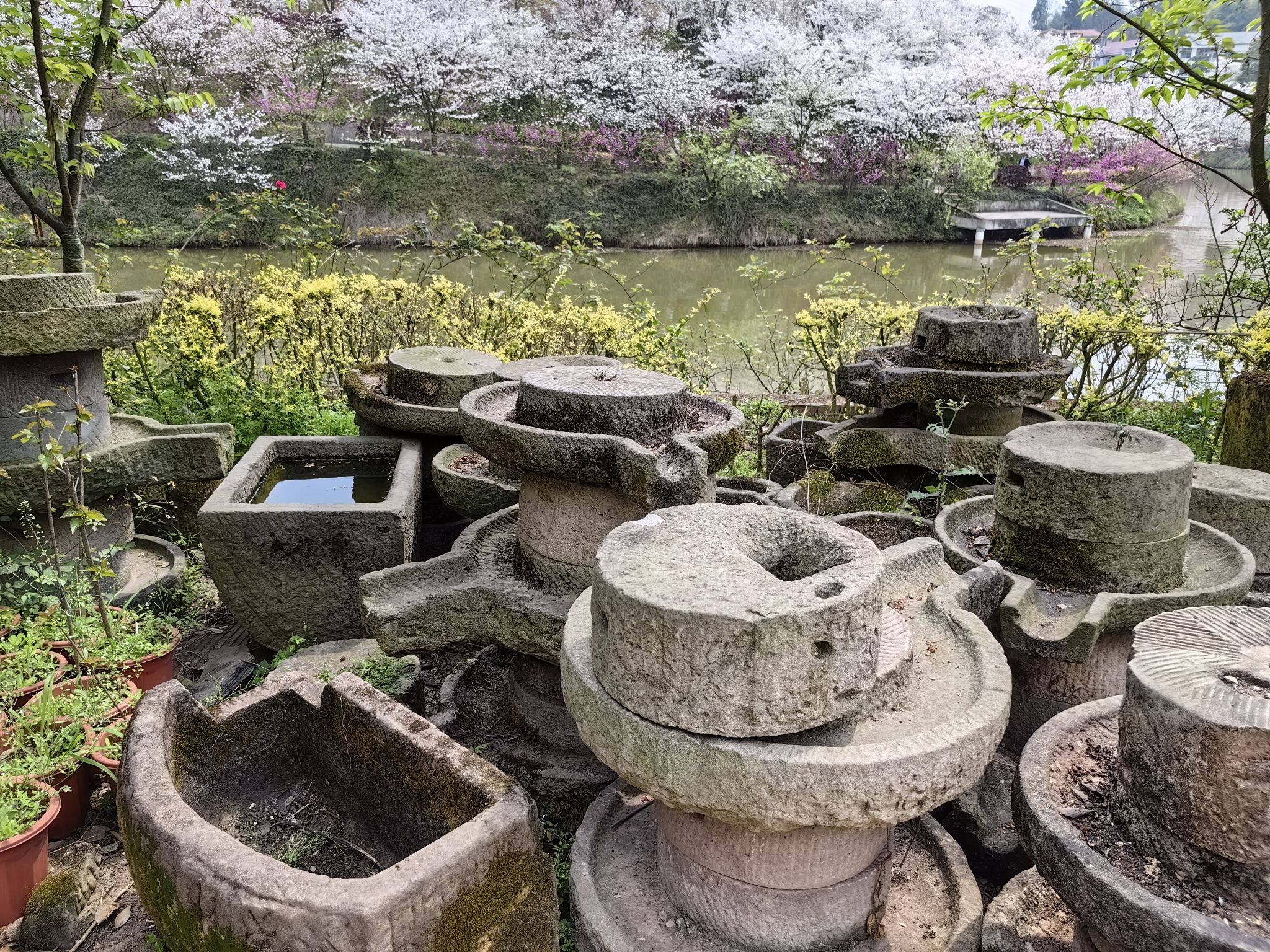 丹林樱花谷旅行图片 3