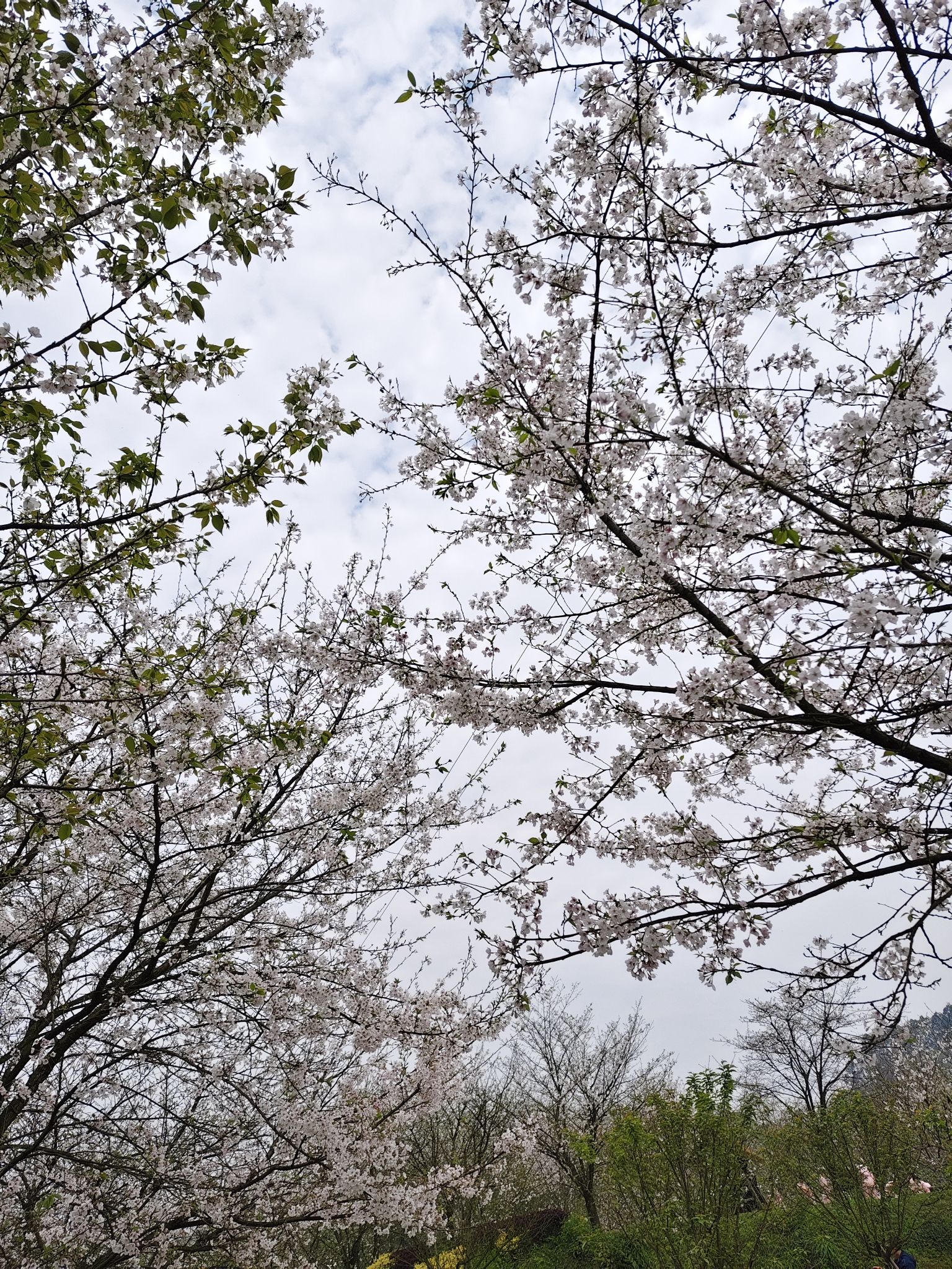丹林樱花谷旅行图片 1