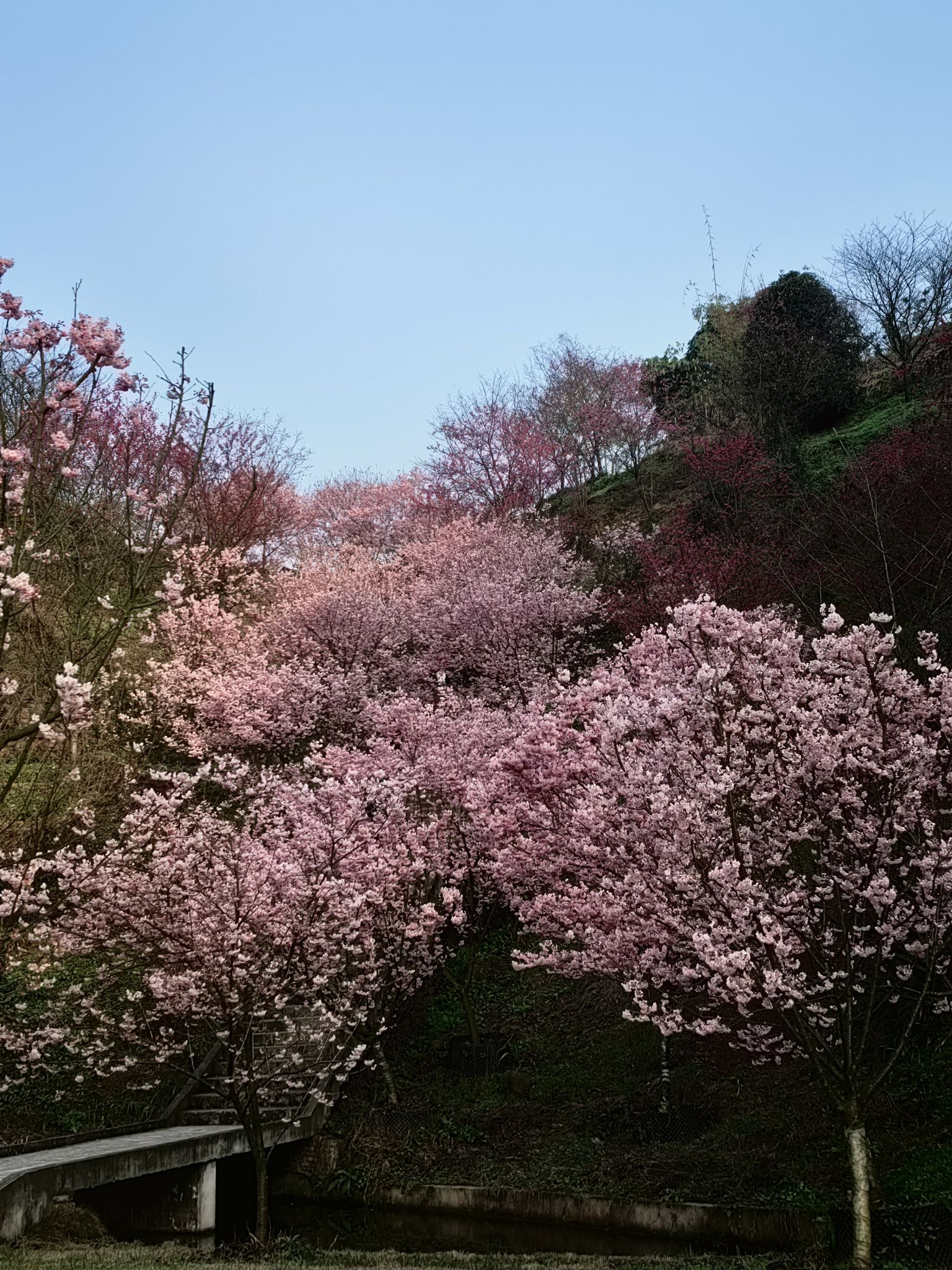 丹林樱花谷旅行图片 2