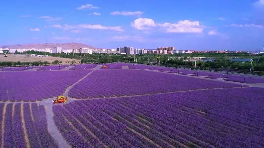阿拉善右旗沙生植物园旅行图片 3