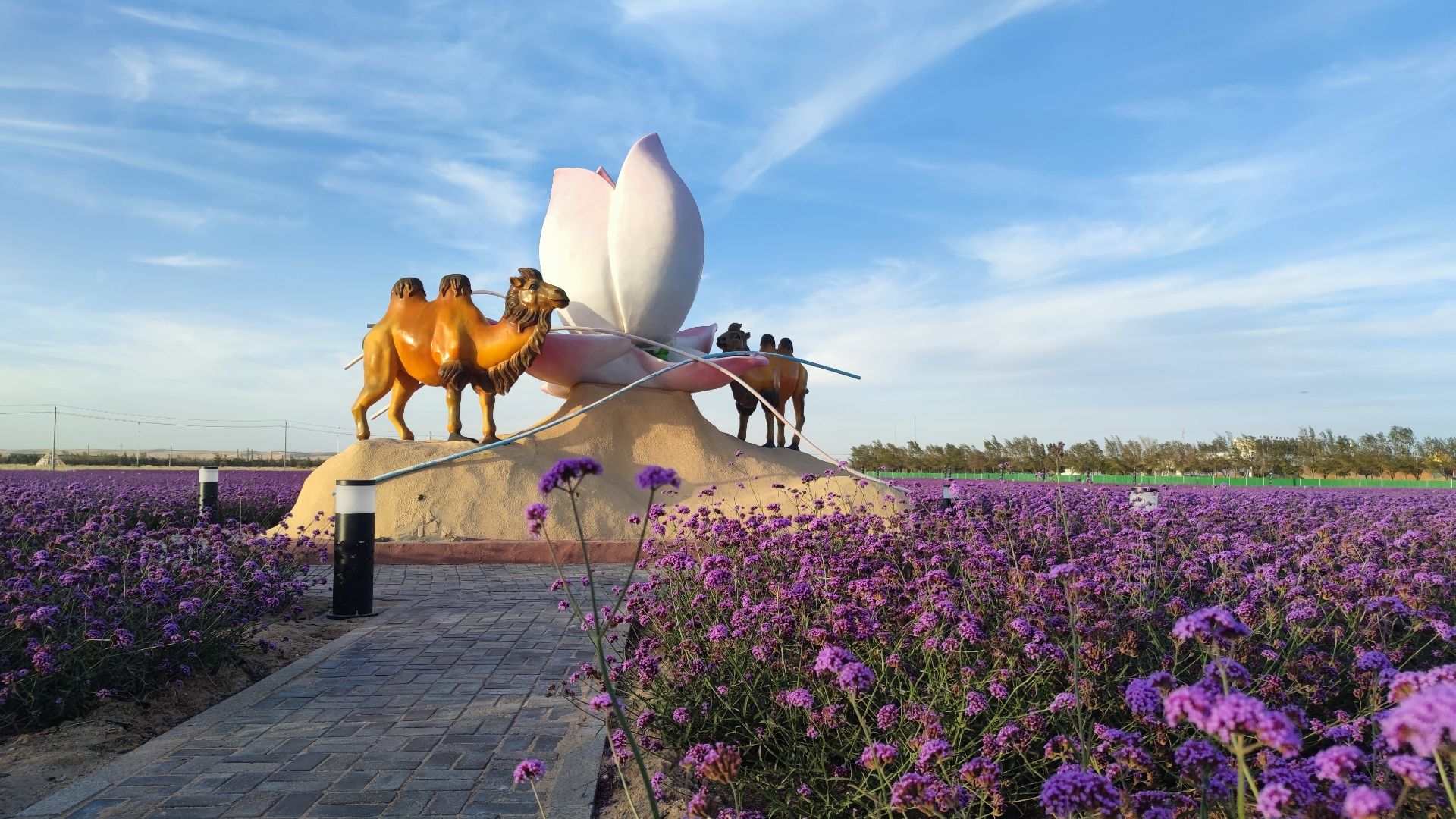 阿拉善右旗沙生植物园旅行图片 3