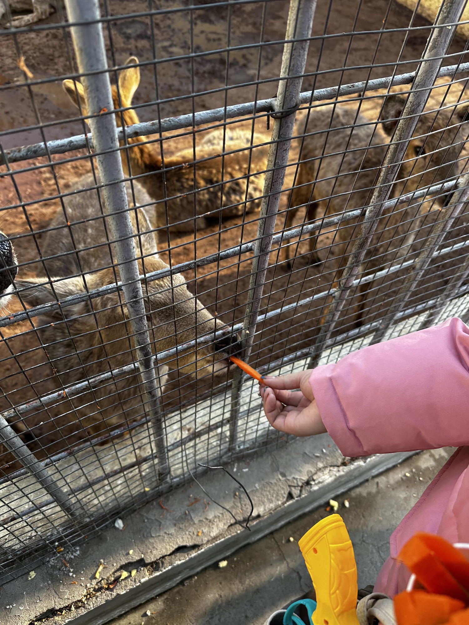 枫岭动物园旅行图片 1