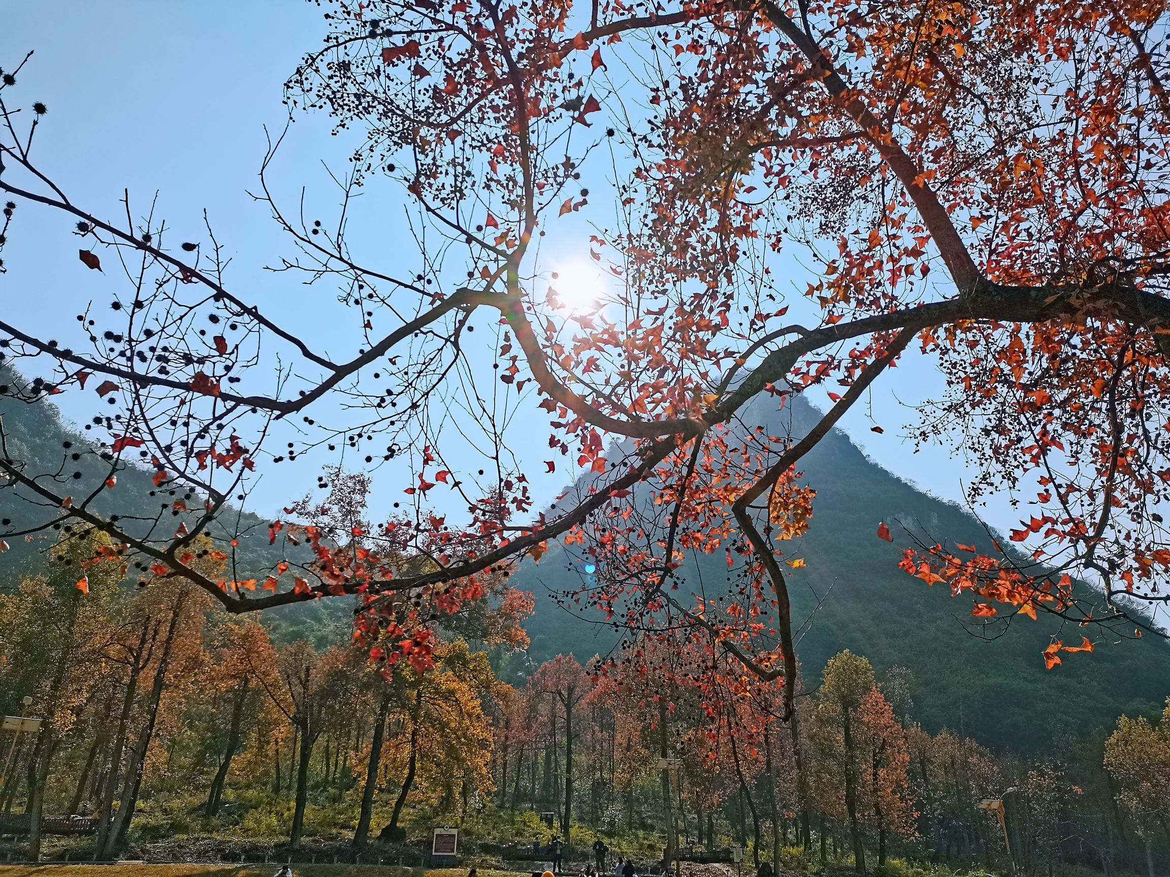 蓬坡红枫林旅行图片 3