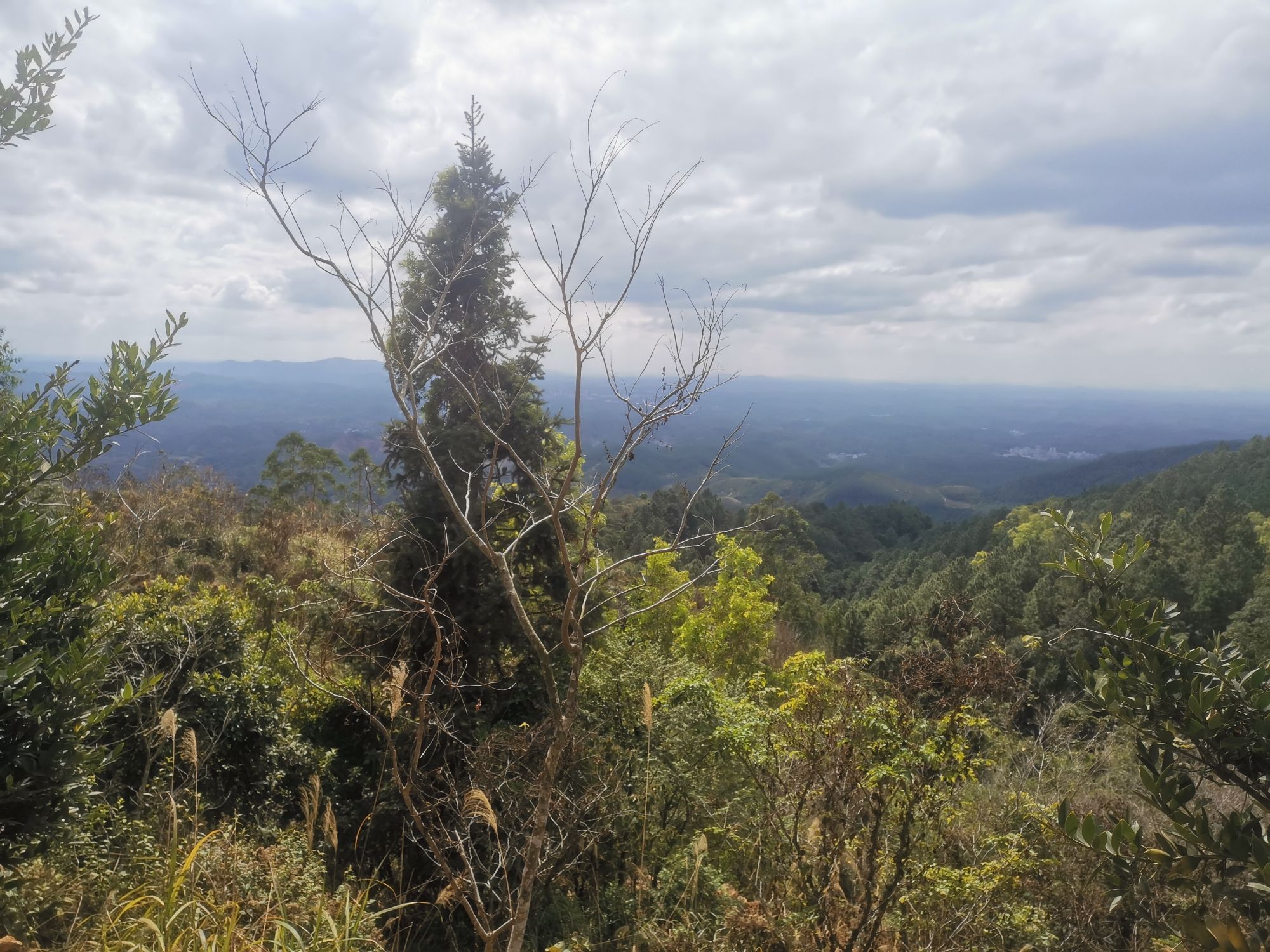 飞鹅岭自然保护区旅行图片 2