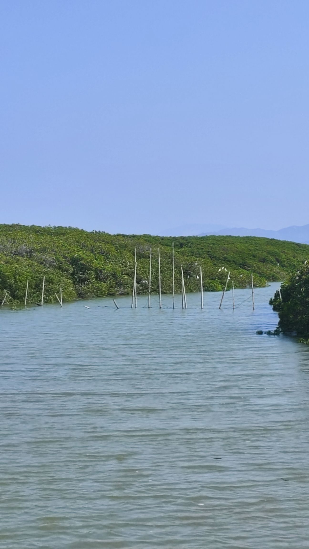 紫泥红树林