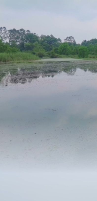 会仙湿地旅行图片 2