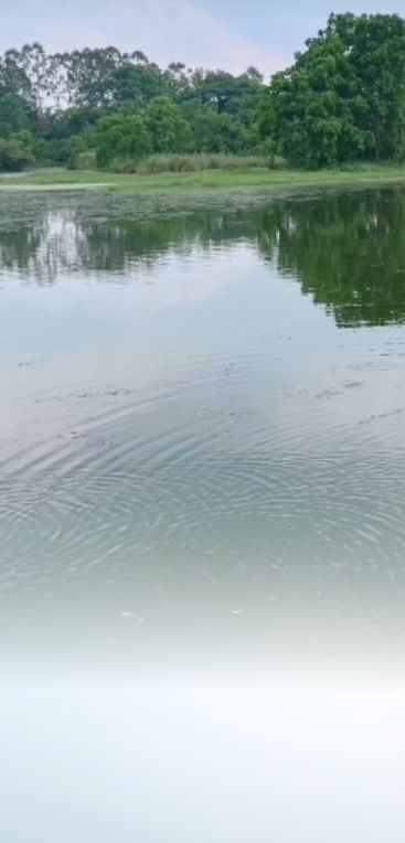 会仙湿地旅行图片 1