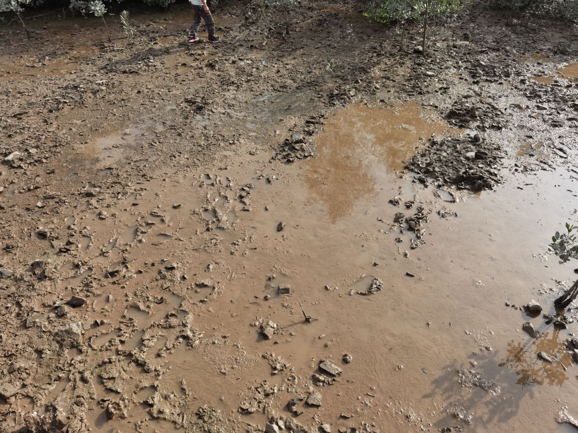 广东镇海湾红树林湿地公园旅行图片 3