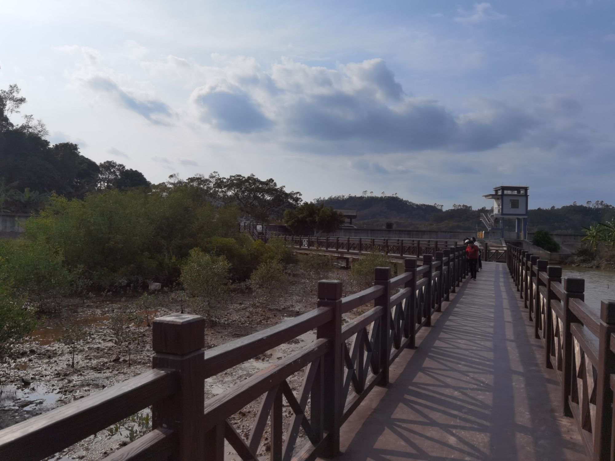 广东镇海湾红树林湿地公园旅行图片 2