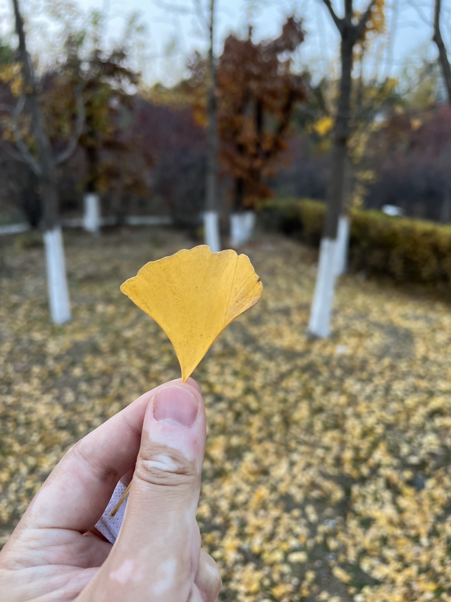 yoyo公园旅行图片 2