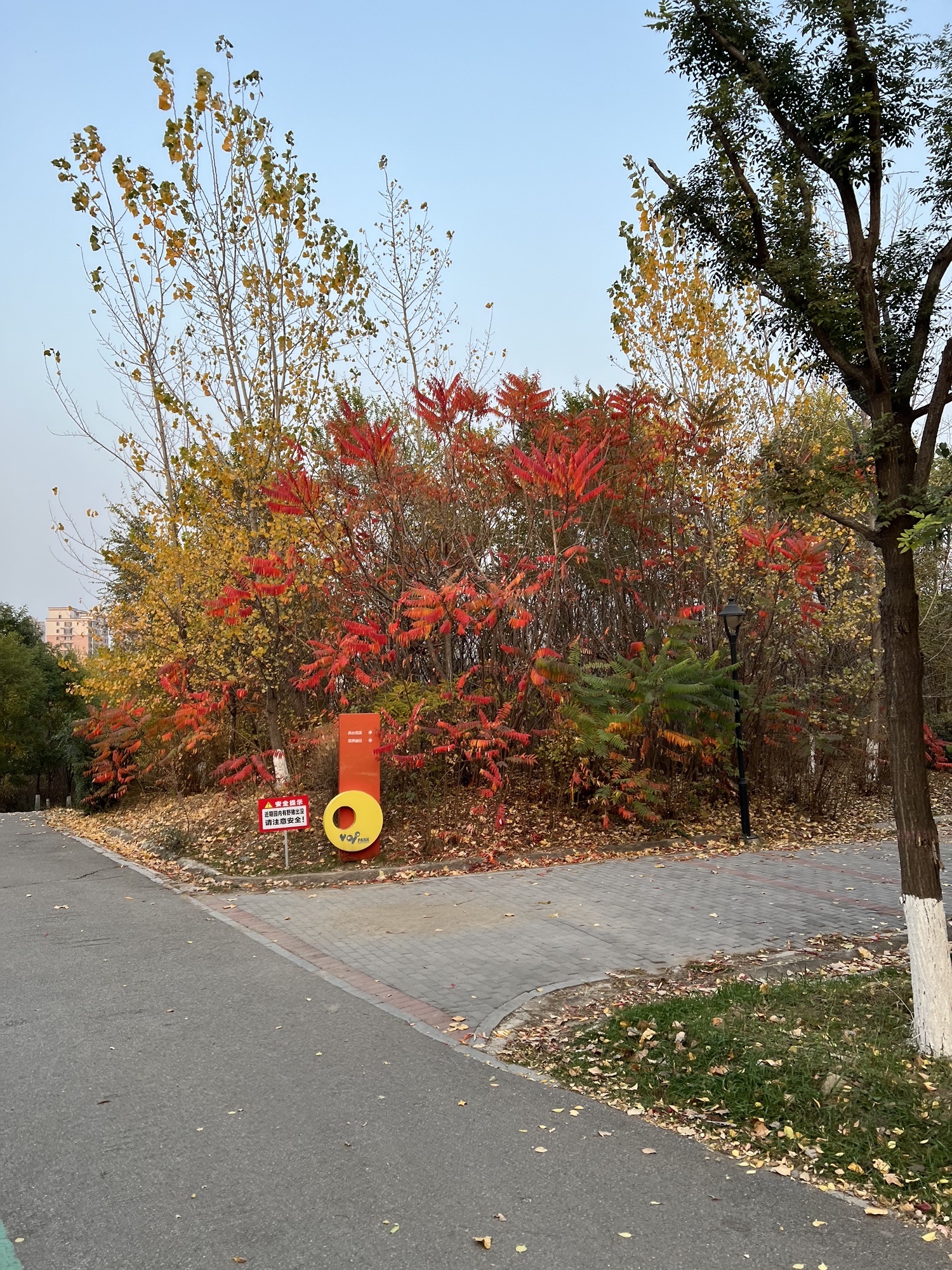 yoyo公园旅行图片 1