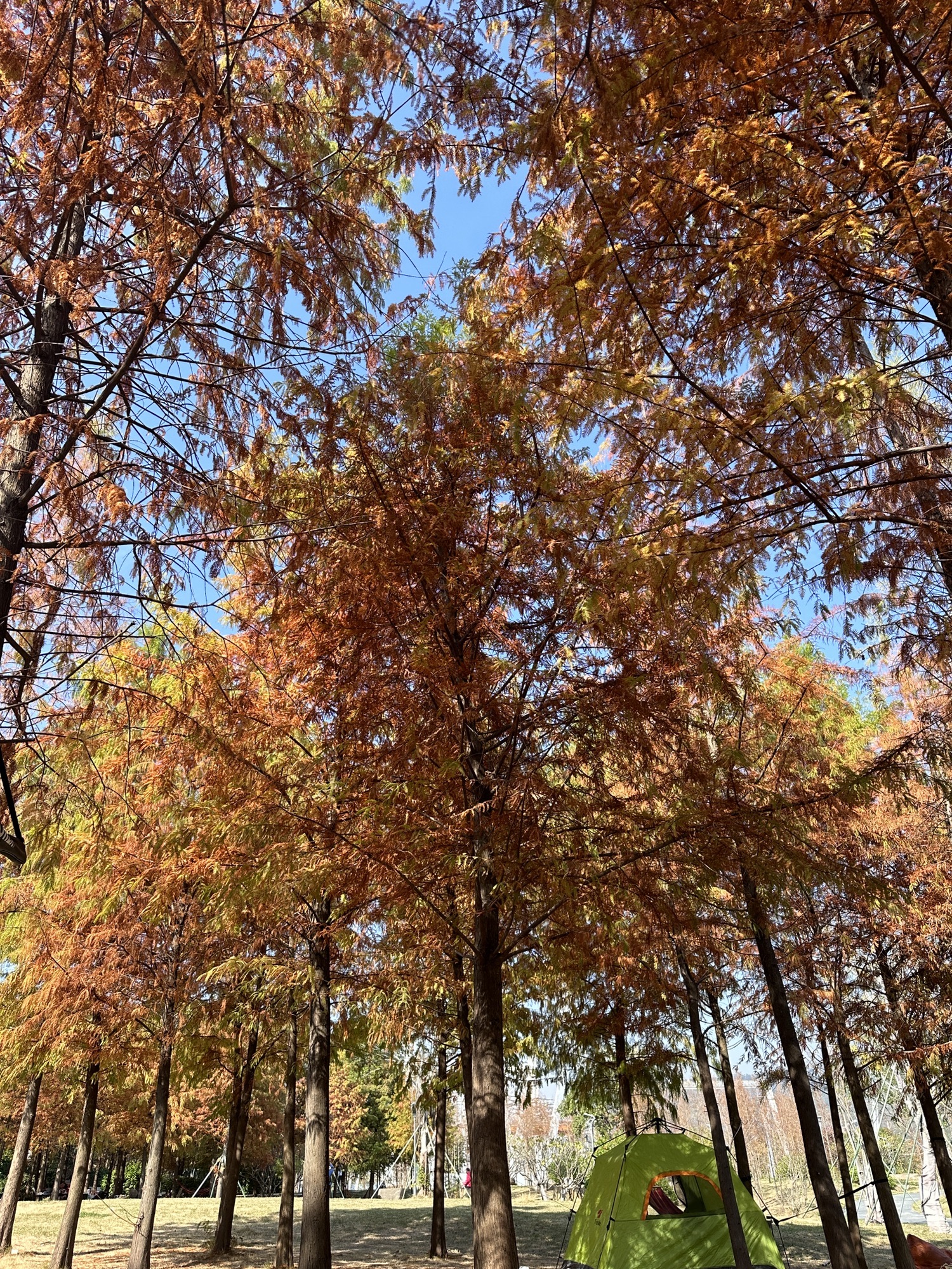 三江口生态公园旅行图片 2