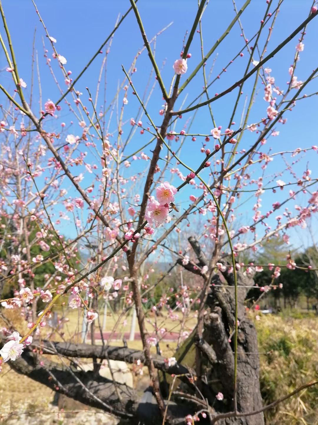 三江口生态公园旅行图片 2