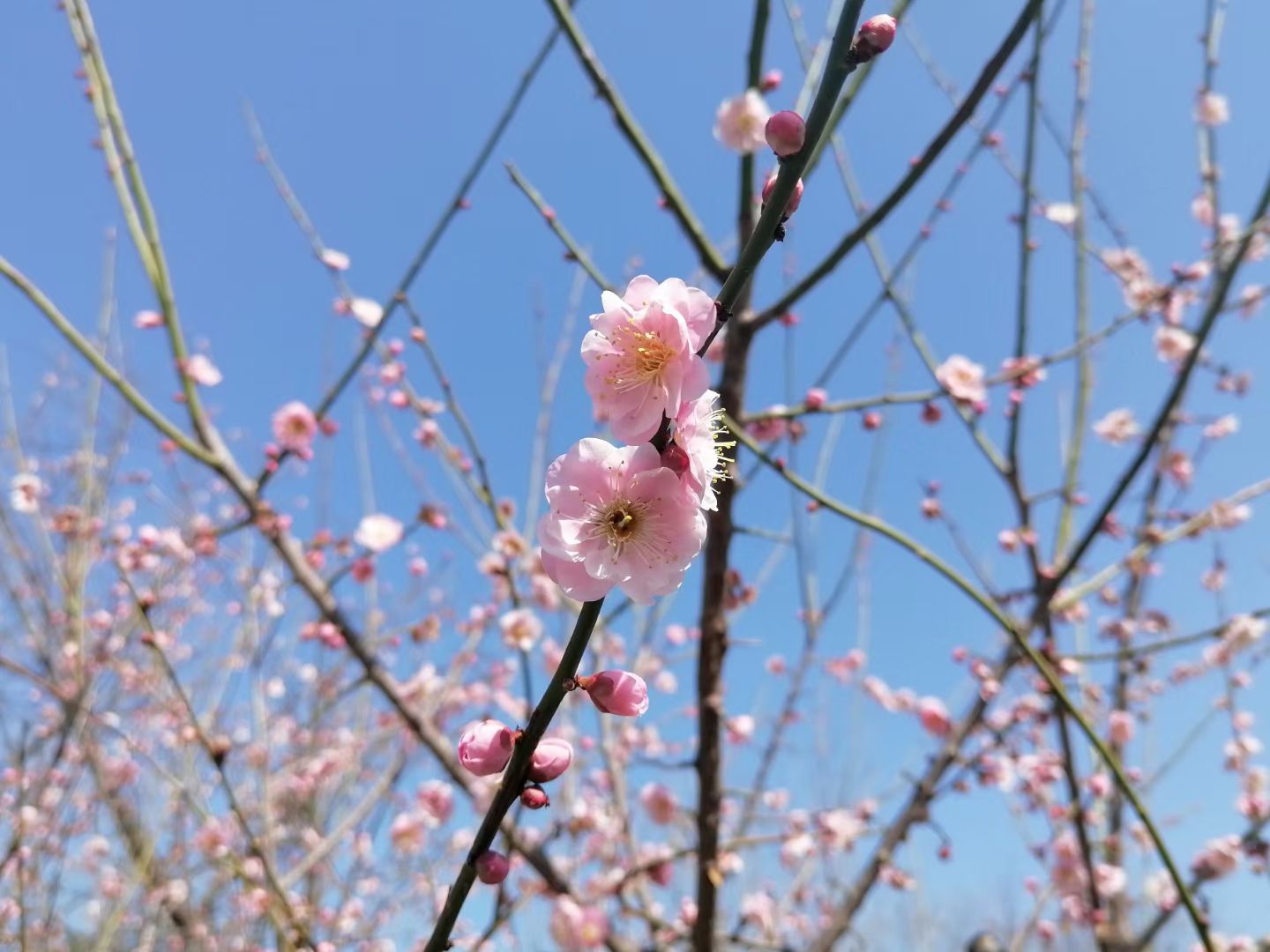 三江口生态公园旅行图片 1